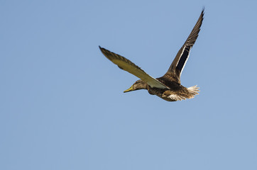 Obraz premium Mallard Duck Flying in a Blue Sky