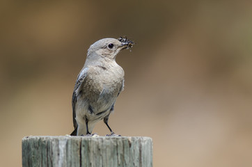 Mountain Bluebird Displaying Its Catch While Perched atop a Weathered Wooden Post