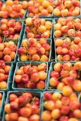 Rainier Cherries