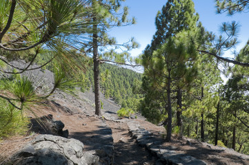 Vulkan Route La Palma Kanaren mit Pinien, Bäumen und Wegen 