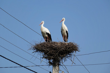 two storks in the nest