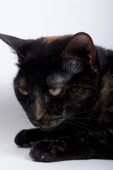 Naklejka premium GATITA DESCANSANDO