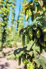 Fresh green hops in a field. Close-up.
