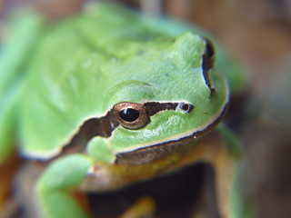 Hyla morelli-Ranita de San Antonio