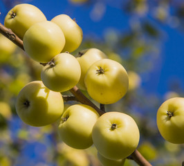Close-up of blooming wild apple tree, yellow small apples in August