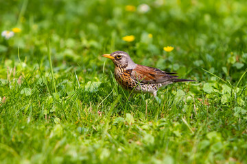 the thrush is standing on the grass next to it with a earthworm.