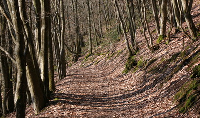 Hiking trail in a bold deciduous forest in early spring
