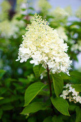 Wonderful flowers of hydrangea with leaves for the wedding feast