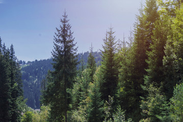 Summer landscape pine forest in the Carpathians. Summer landscape forest in the Carpathians. Healthy green trees in a forest of old spruce, fir, pine. Coniferous forest. Mindful and sustainable travel