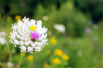 Obraz premium Bouquet of wild flowers of different colors in the vase outdoors