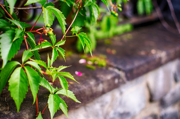 Young green leaves close-up outdoor spring