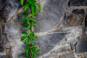 Young green leaves close-up outdoor spring