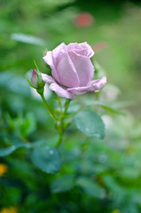 A beautiful large purple rose grows in the garden in the fresh air