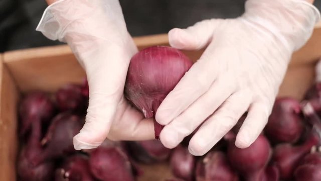 Quality control: hand in glove check onion. Choose onions for planting