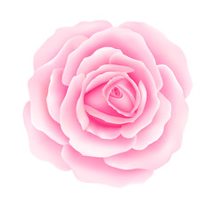 White background with a Pink Rose Flower. Vector