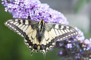 Schmetterling auf Flieder