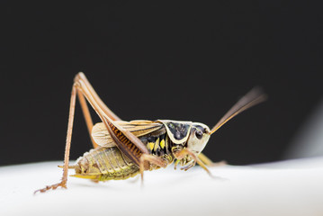 Grashüpfer gelb Schwarz
