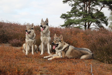 Wolfdogs