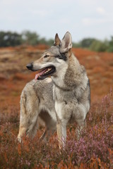 Wolfdog