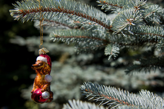 dachshund likes to Christmas decoration for Xmas tree on blurred branch