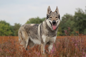 Wolfdog