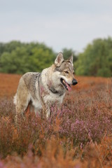 Wolfdog