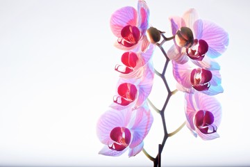 Orchid, studio still life, negative space, High-Key