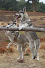Wolfdogs