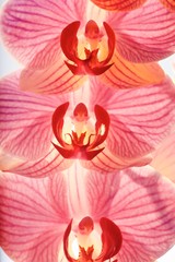 Orchid, studio still life, negative space, High-Key