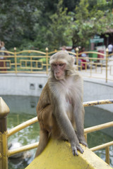 Monkey in Swayambhunath temple, also known as the Monkey Temple in Kathmandi, Nepal.  The monkeys are considered holy and greet visitors near the entrance.
