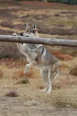 Wolfdog