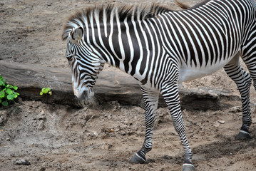 Obraz na płótnie Canvas Zebra