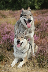 Wolfdogs