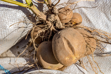 Potato tuber after harvesting