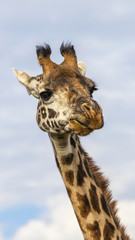 Giraffa