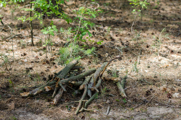 bunch of wood sticks in the forest
