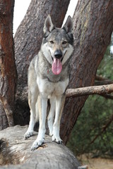 Wolfdog
