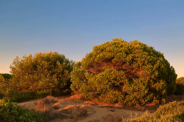 Obraz premium Landscape with tree on the sand dune in sunset time.