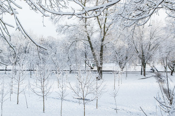 winter park: snow covered trees on the edge of the Park