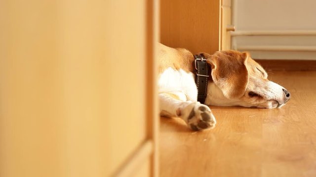 Slider footage of a dog sleeping on the floor