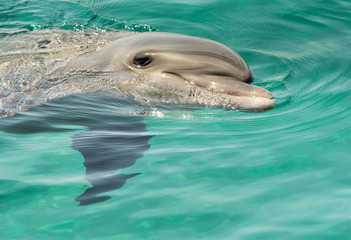 Dolphin rests on the surface of the water 