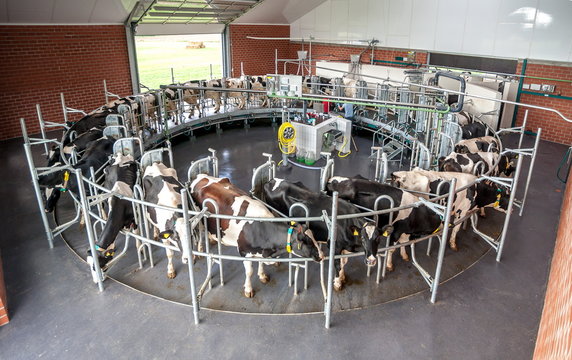 Milchwirtschaft K&uuml;he melken
