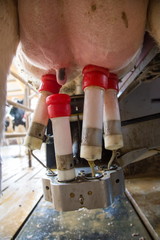 automatisches melken Melkroboter - AGRARMOTIVE Bilder aus der Landwirtschaft