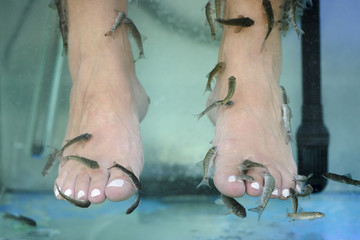 foot massage with fish in aquarium close-up