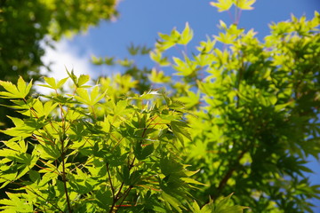 Fototapeta na wymiar maple leaves and sky