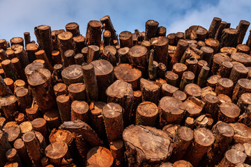 Stacked wood in late evening sun