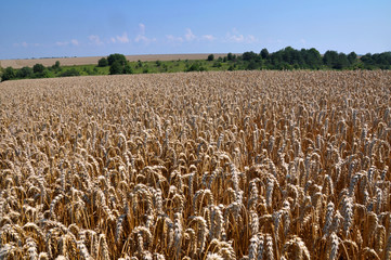 Landscape with wheat in the field