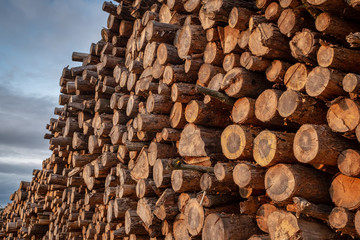 Stacked wood in late evening sun
