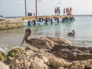    Curacao Views in the caribbean