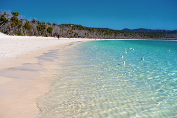 Meeuwen zwemmen in het helderblauwe water van een wit kiezelzandstrand in Whitsundays, Australië